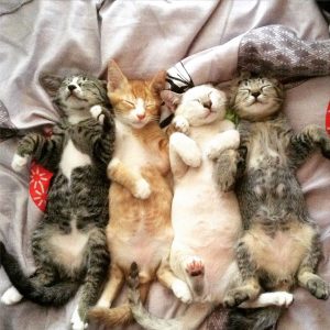 Famille de chats bébé sur acrylique imprimée