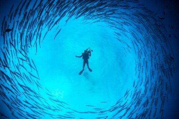 Plongeur dans une tornade de barracuda sur murale imprimée sur vinyle autocollant