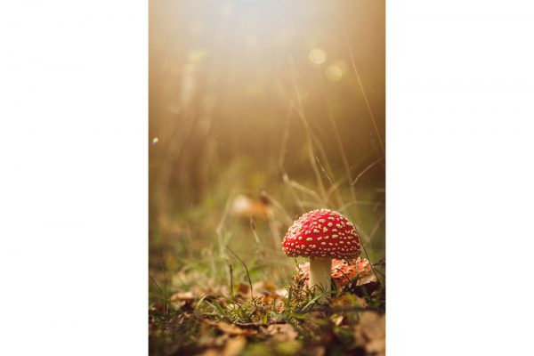 Photo d'un petit champignon dans la forêt sur acrylique imprimée