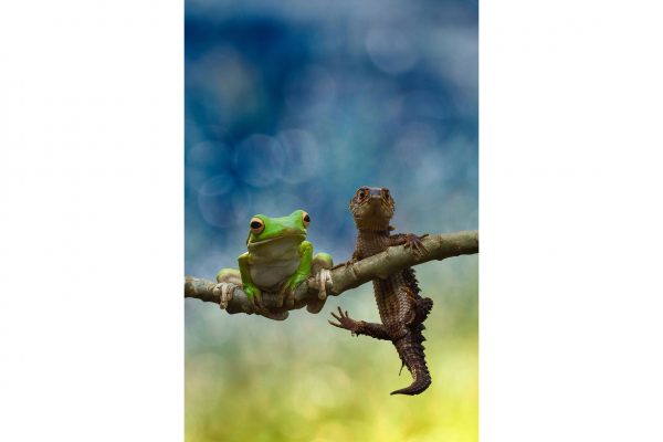 Photo de lézard avec une grenouille sur acrylique imprimée